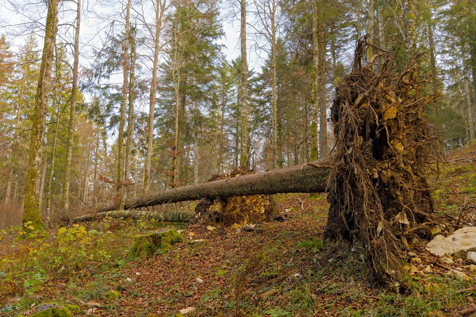Enlèvement arbre urgence à Sainte-Marie